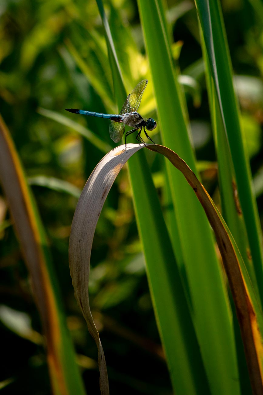 Dragonfly resting on a leaf at Cape May Point State Park