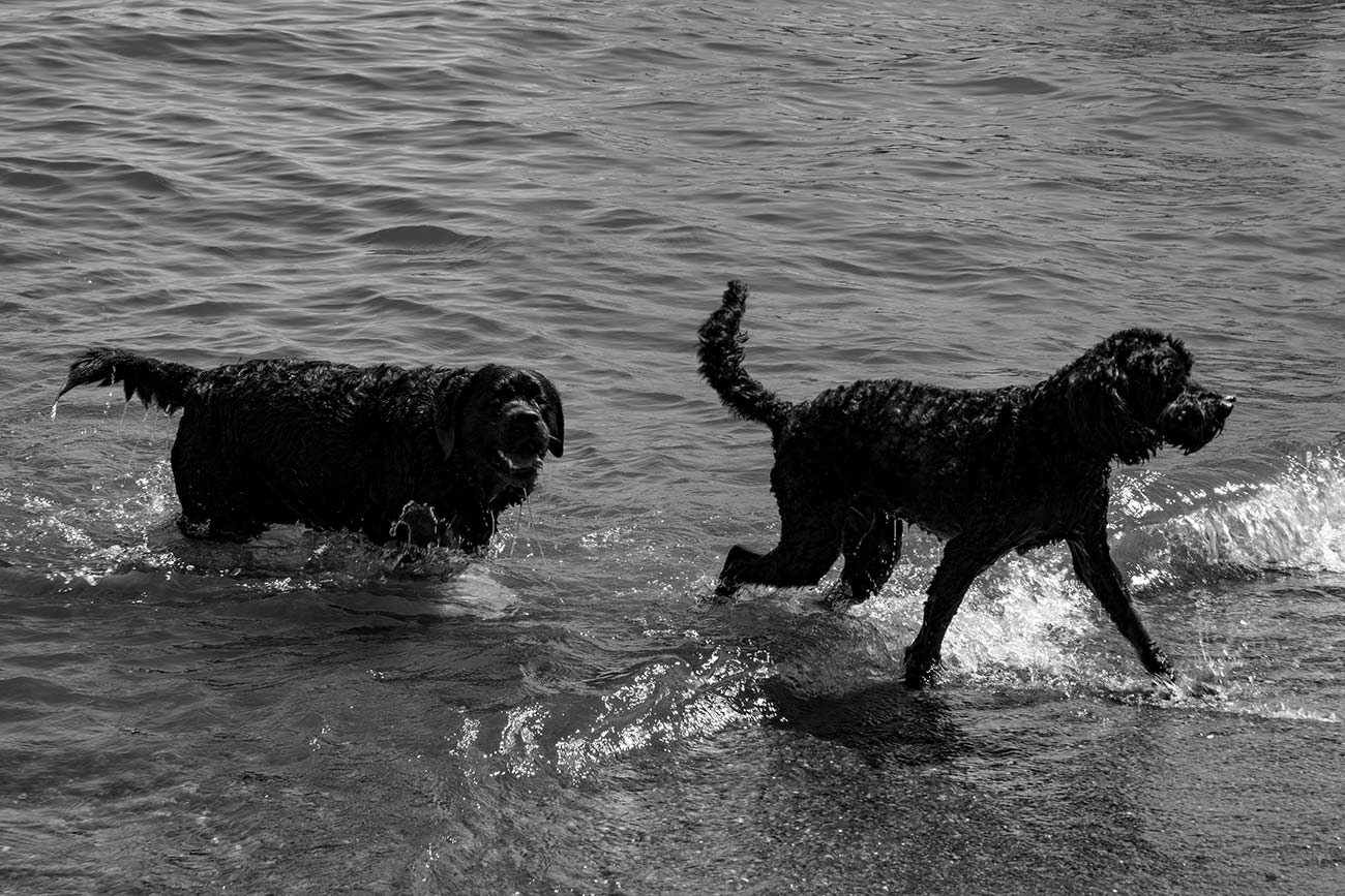 Black and White image of dogs playing at a beach on Lake Washington