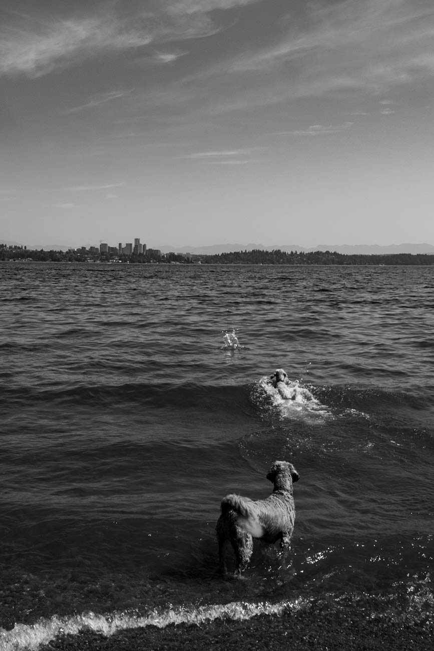 Black and White image of dogs playing at a beach on Lake Washington