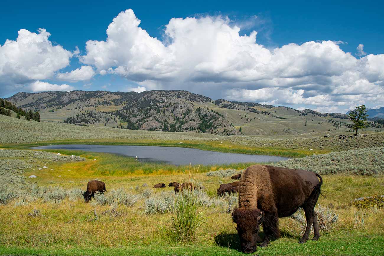 Herd of bison grazing in Lamar Valley, Yellowstone National Park