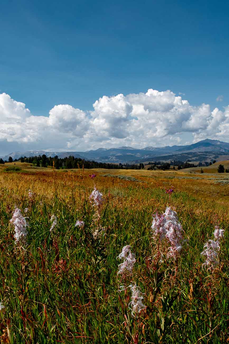 Wildflowers in Blacktail Plateau Drive